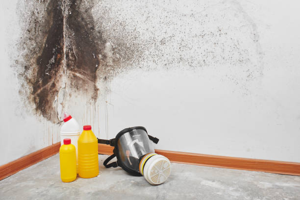 Mold Removal Process in Merchantville, NJ