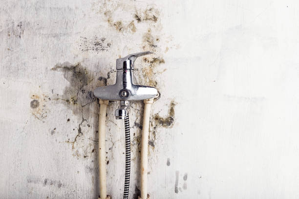 Best Emergency Mold Removal  in Merchantville, NJ