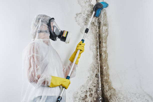 Best Attic Mold Removal  in Merchantville, NJ