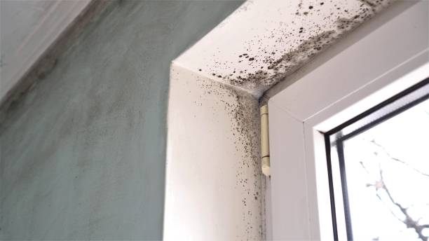 Best Residential Mold Removal  in Merchantville, NJ