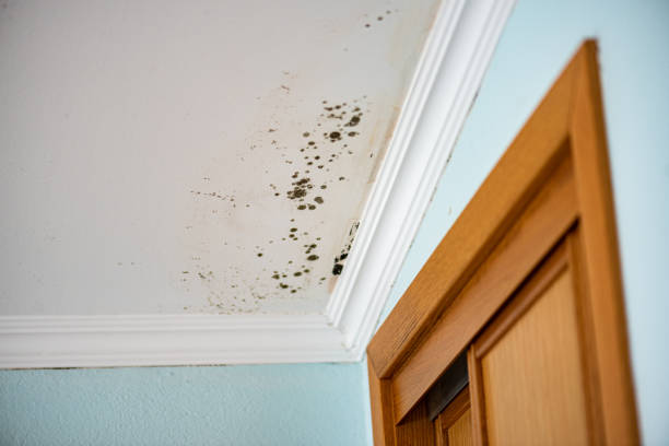 Best Mold Damage Repair  in Merchantville, NJ
