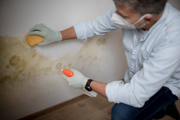 Crawl Space Mold Removal in Merchantville, NJ