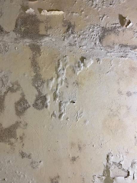 Professional Mold Removal in Merchantville, NJ