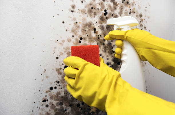 Professional Mold Removal in Merchantville, NJ