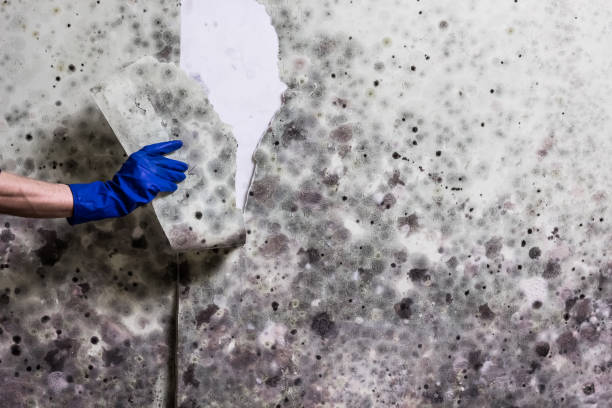 Best Best Mold Removal Companies  in Merchantville, NJ