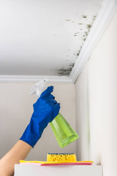 Best Affordable Mold Removal  in Merchantville, NJ