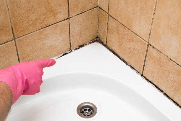 Best Mold Remediation Experts  in Merchantville, NJ