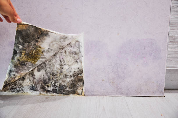 Best Home Mold Removal  in Merchantville, NJ